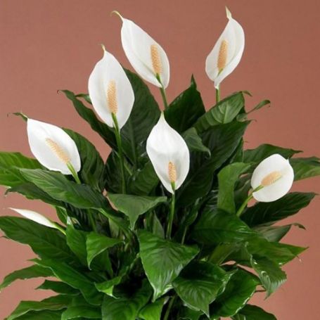 Picture of Spathiphyllum Peace Lily Houseplant
