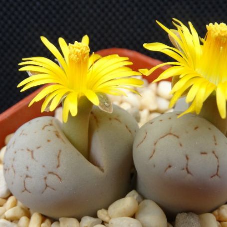Picture of Lithops Living Stones Houseplant