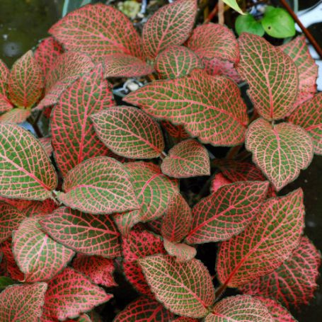 Picture of Fittonia Nerve Houseplant