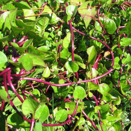 Picture of Malabar Spinach Plant