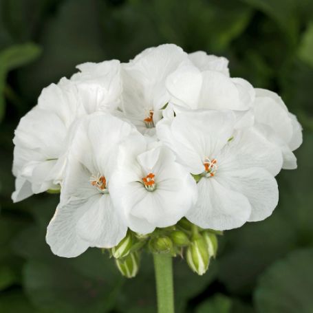 Picture of Americana™ White Geranium Plant