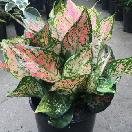 Picture of Aglaonema Pink Houseplant