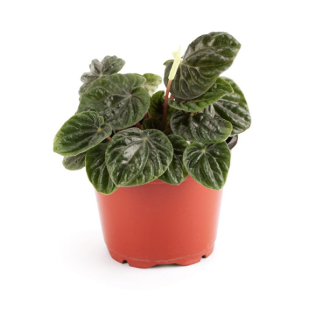 Picture of Peperomia Emerald Ripple Red Houseplant