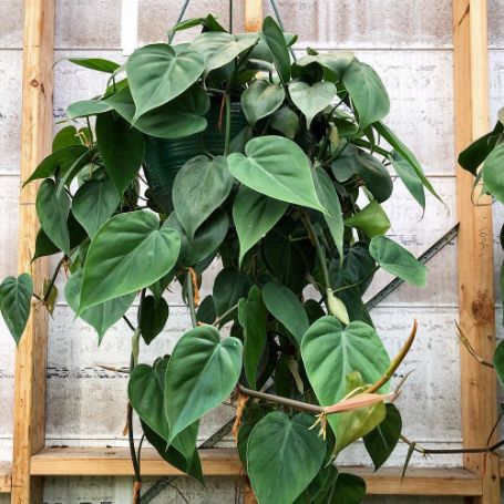 Picture of Heart Leaf Philodendron Houseplant