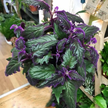 Picture of Purple Velvet Houseplant