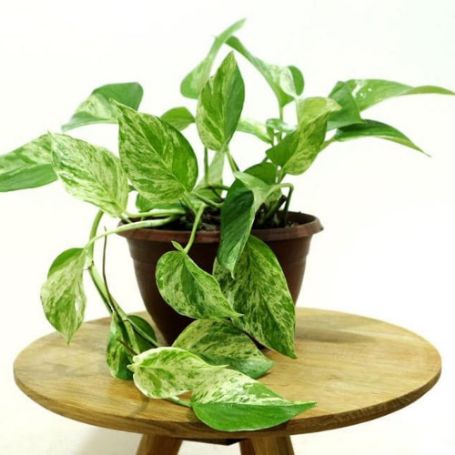 Picture of Marble Queen Pothos Houseplant