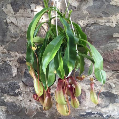 Picture of Nepenthes Pitcher Houseplant
