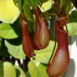 Picture of Nepenthes Pitcher Houseplant