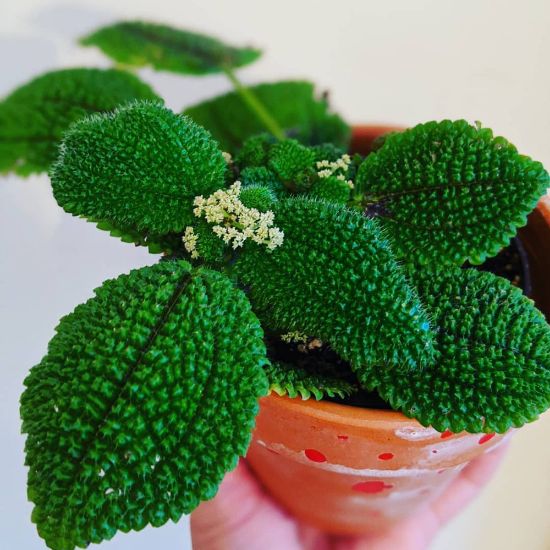 Picture of Pilea Friendship Houseplant