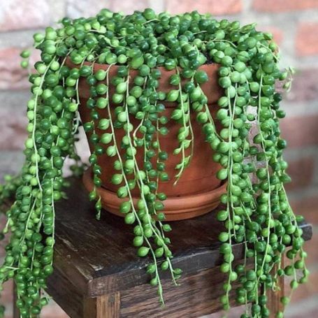 Picture of String of Pearls Houseplant