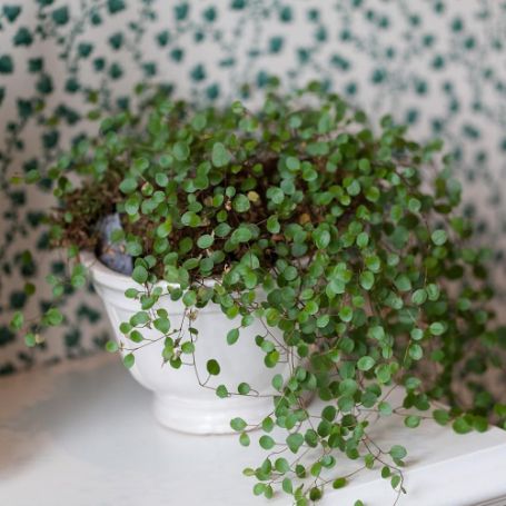 Picture of Muehlenbeckia Houseplant