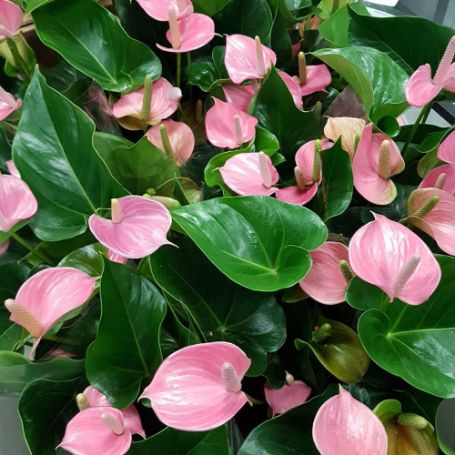 Picture of Pink Anthurium Houseplant