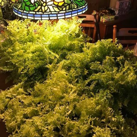 Picture of Rita's Gold Fern Houseplant