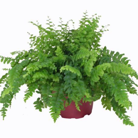Picture of Dallas Fern Houseplant