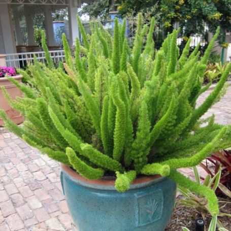 Picture of Foxtail Fern Houseplant