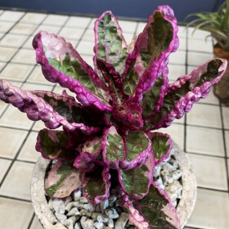 Picture of Purple Waffle Houseplant