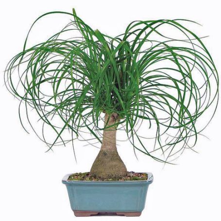 Picture of Ponytail Palm Houseplant