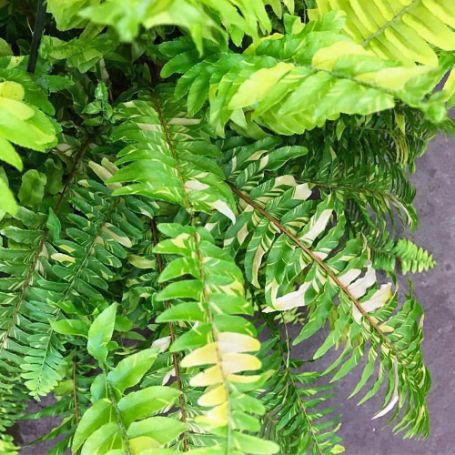 Picture of Tiger Stripe Fern Houseplant
