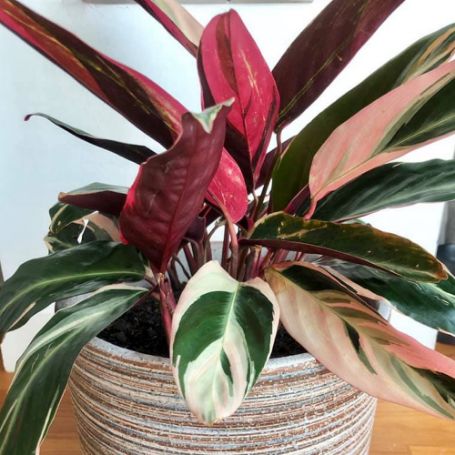 Picture of Stromanthe Triostar Houseplant