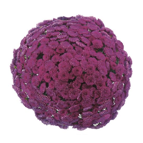 Picture of Belgian Mum® Adiva Purple Plant