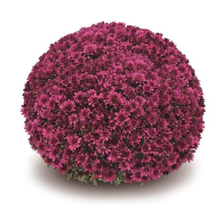 Picture of Belgian Mum® Arluno Purple Plant