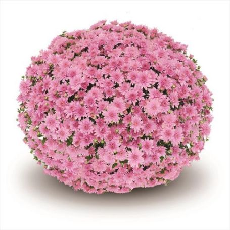 Picture of Belgian Mum® Fonti Pink Plant