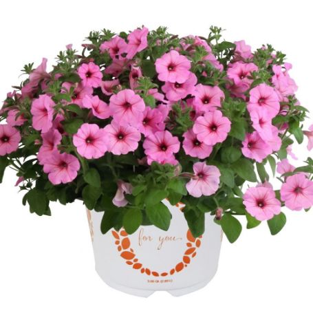 Picture of DuraBloom™ Royal Pink Petunia Plant