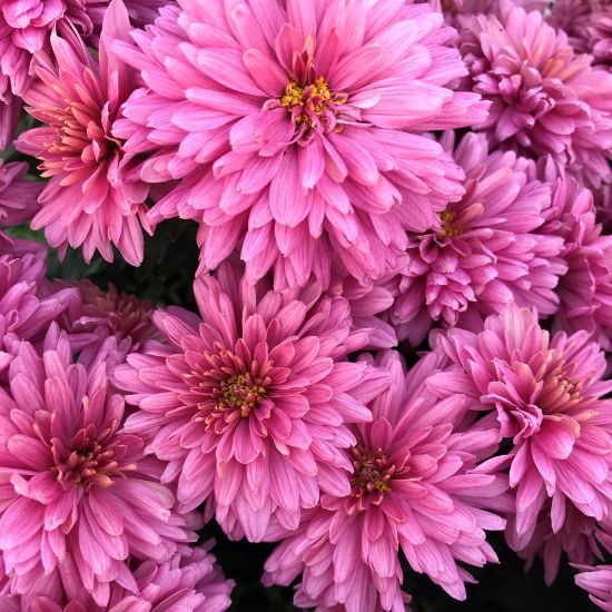 Picture of Pink Cadillac Perennial Mum Plant