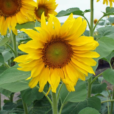 Picture of Big Smile Sunflower