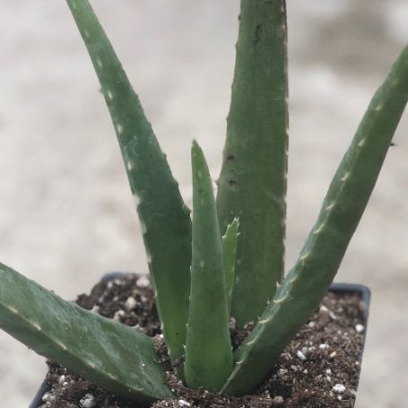 Picture of Aloe Vera Houseplant