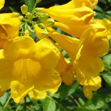 Picture of Sun Trumpets® Yellow Tecoma Plant