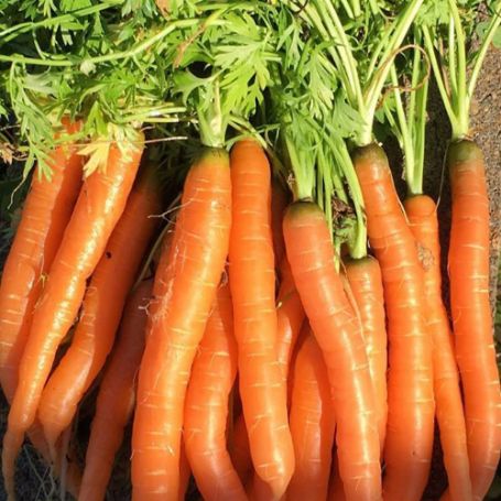 Picture of Tendersweet Carrot Plant