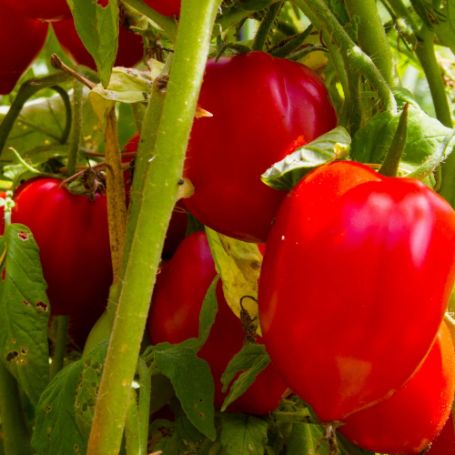 Picture of Heinz Tomato Plant