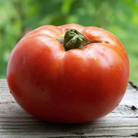 Picture of Celebrity Tomato Plant