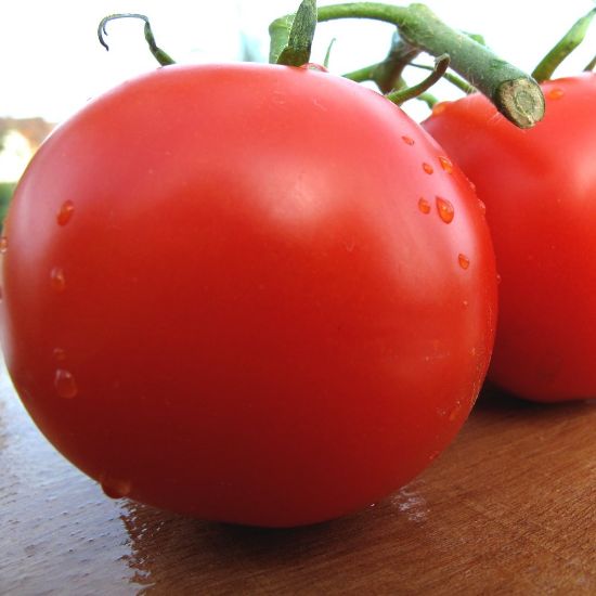 Picture of Mountain Spring Tomato Plant