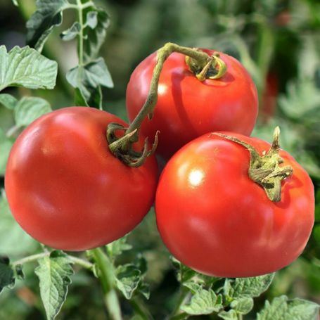 Picture of Homestead Tomato Plant