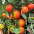 Picture of Sweet Treats Tomato Plant