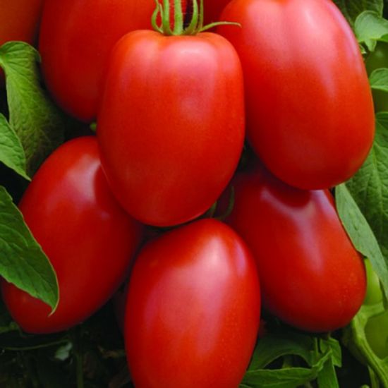 Picture of Picus Tomato Plant