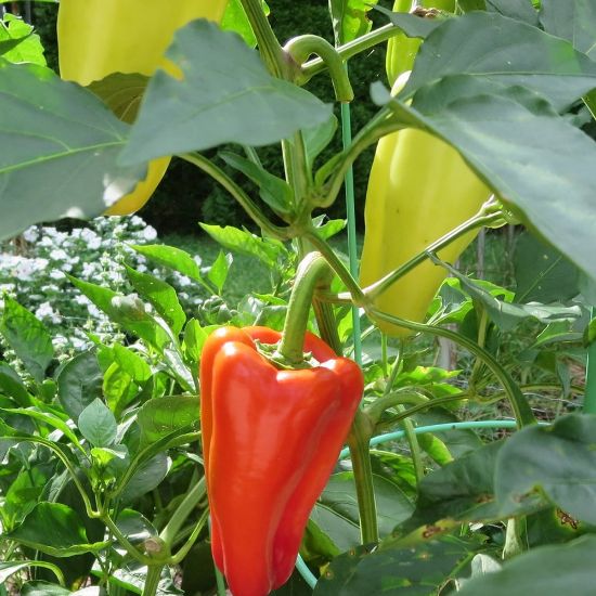 Picture of Gypsy Sweet Pepper Plant