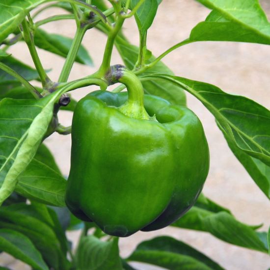 Picture of Lady Bell Sweet Pepper Plant