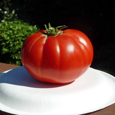 Picture of Ball's Beefsteak Tomato Plant