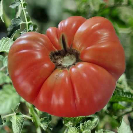 Picture of Beefmaster Tomato Plant