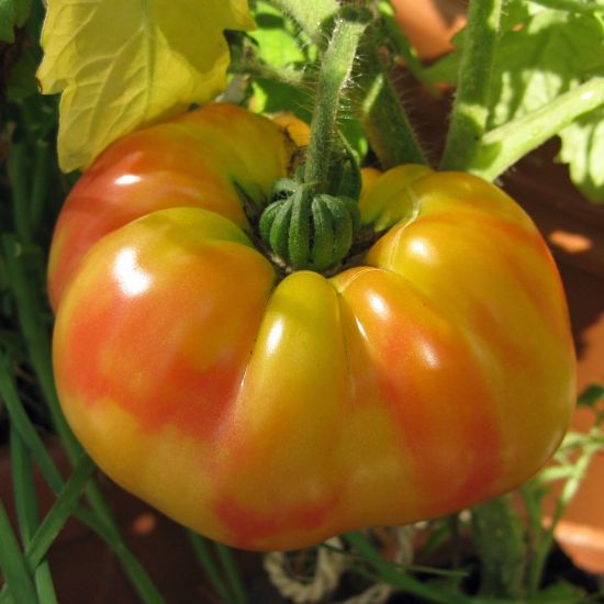 Picture of Striped German Tomato Plant