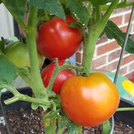 Picture of Bush Champion Tomato Plant