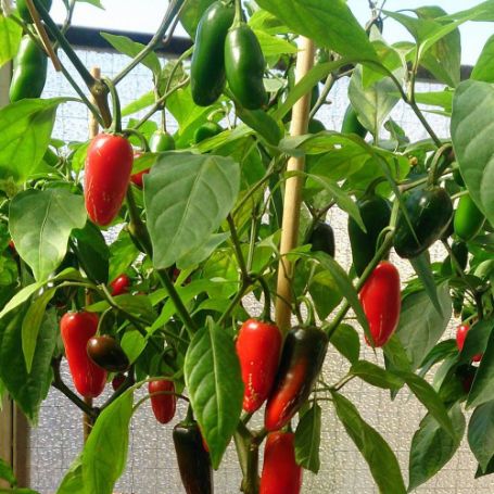 Picture of Tam Jalapeno Hot Pepper Plant