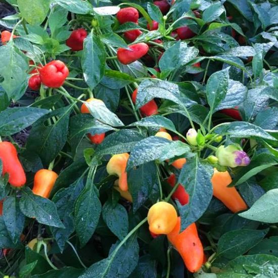 Picture of Pretty N Sweet Pepper Plant
