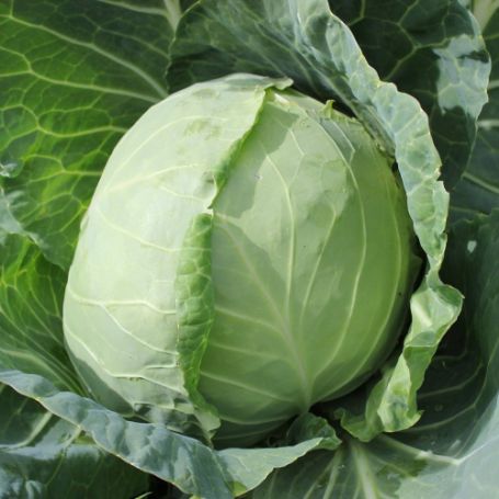 Picture of Golden Acre Cabbage Plant