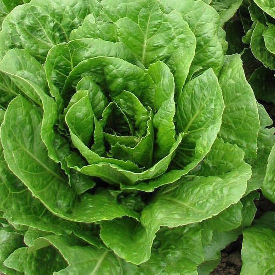 Picture of Buttercrunch Lettuce Plant