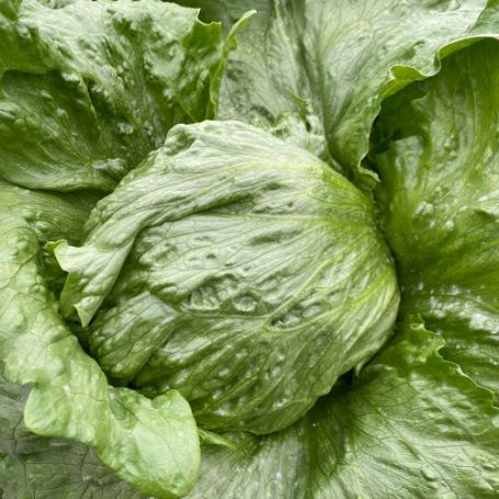 Picture of Ithaca Lettuce Plant