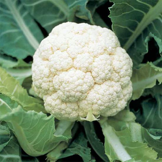 Picture of Amazing Cauliflower Plant
